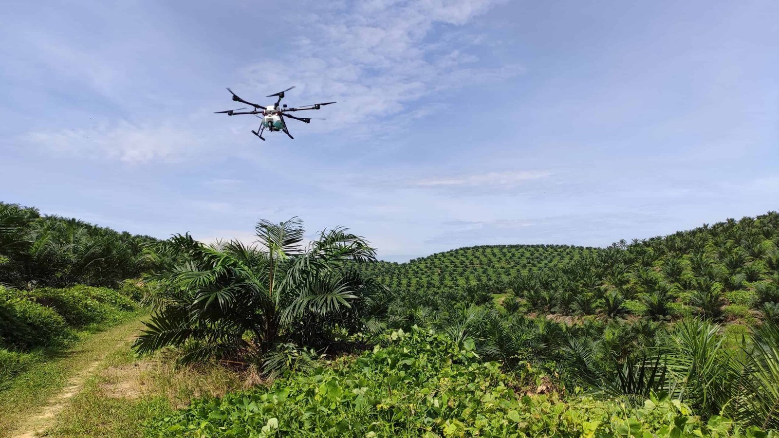 SPP Oil Palm Drone Spraying in Malaysia